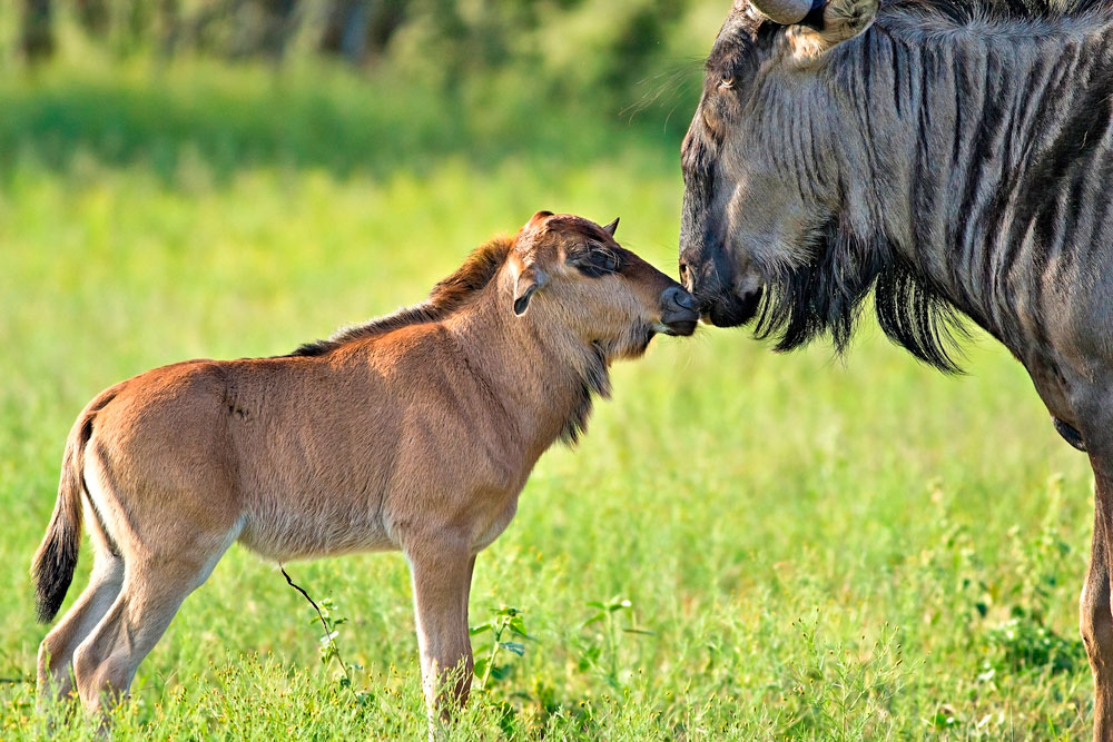 calving