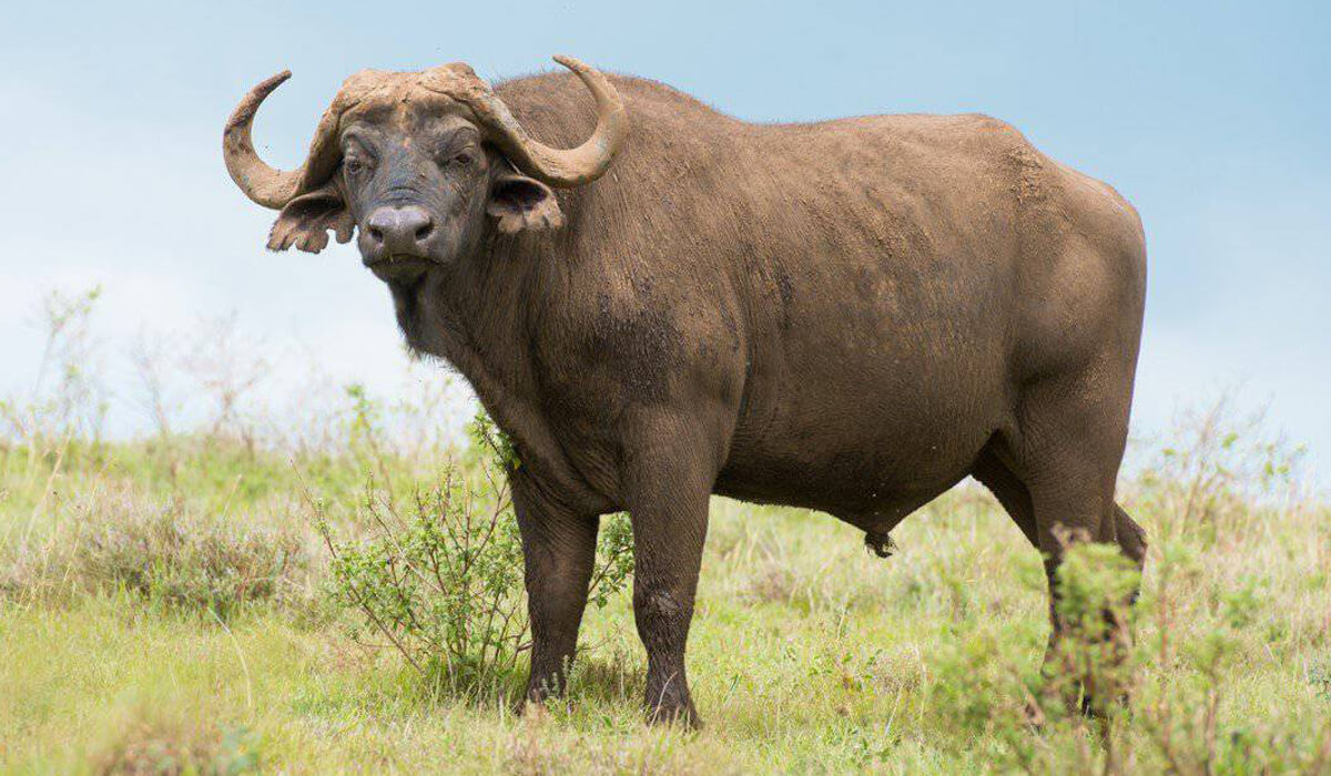 Hike Kilimanjaro Buffalo