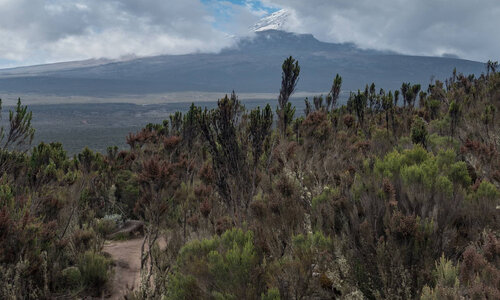 day 3 lemosho route