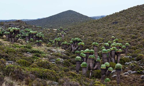 day-7-horombo-hut-marangu-gate-arusha-1