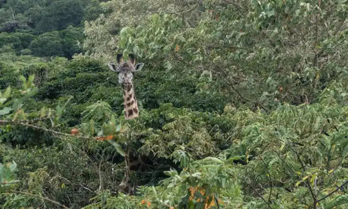 giraffee during Mount Meru Climb – 4-Day Trekking Tour