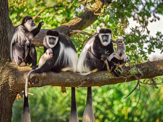 kilimanjaro national park