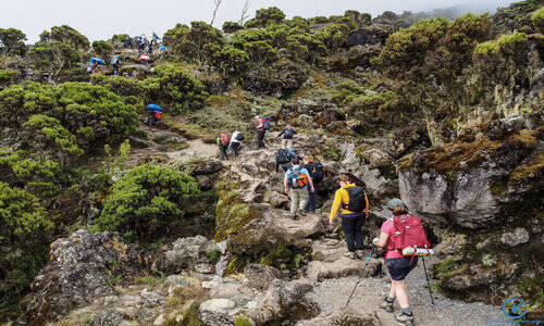 machame camp to shira cave during Kilimanjaro Machame Route Trek – 7 Days