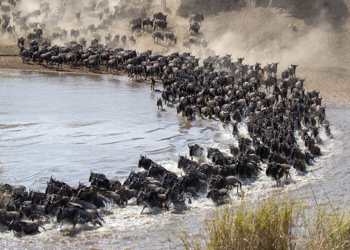 serengeti river crossing migration safari 8 days