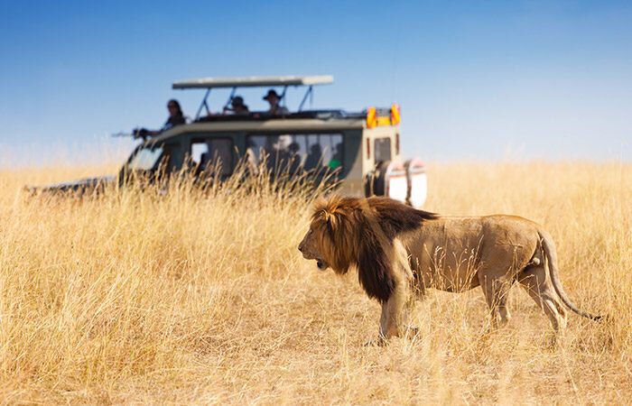 tanzania big five safari - 6 days