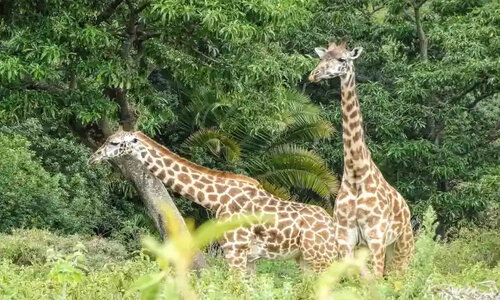 tgiraffes-on-meru-plain_during_meru_climbing