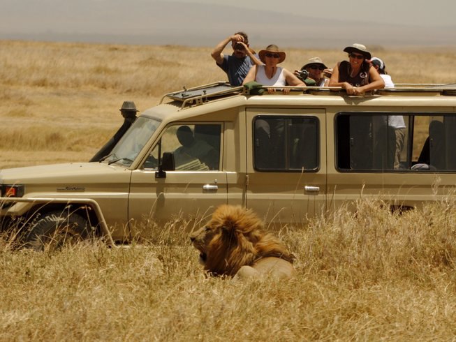 lion during tanzania safari