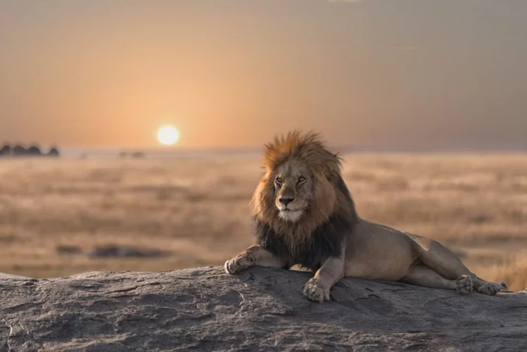 When Is the Best Time to Visit Tanzania for a Safari?
