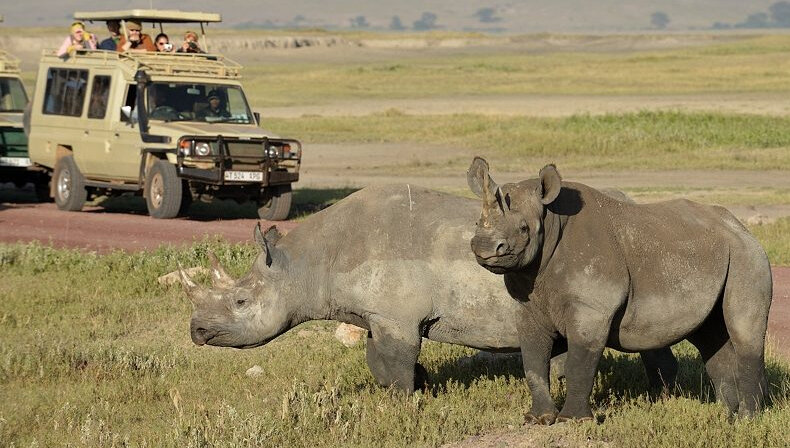 rhino_during_ngorongoro_crater_safari tz