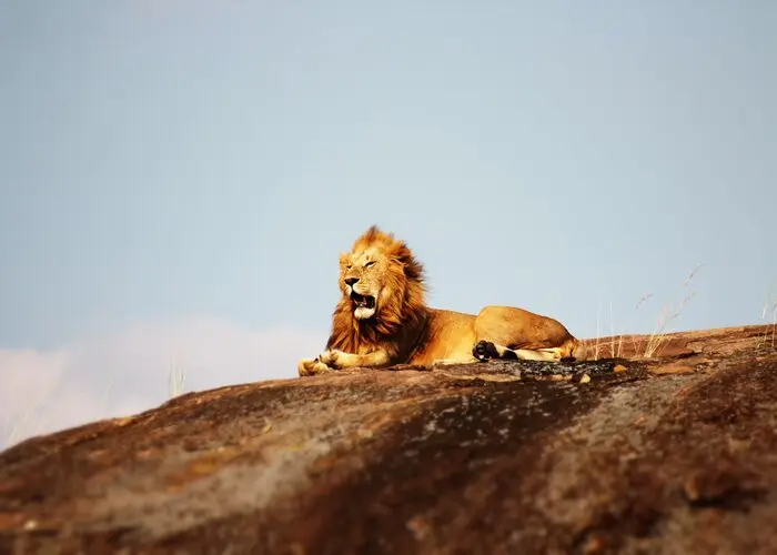 A lion in Serengeti during 5-Day Serengeti & Ngorongoro Budget Safari