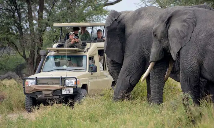 Elephants in Tarangire during 7-Day Tanzania Safari Itinerary with Price