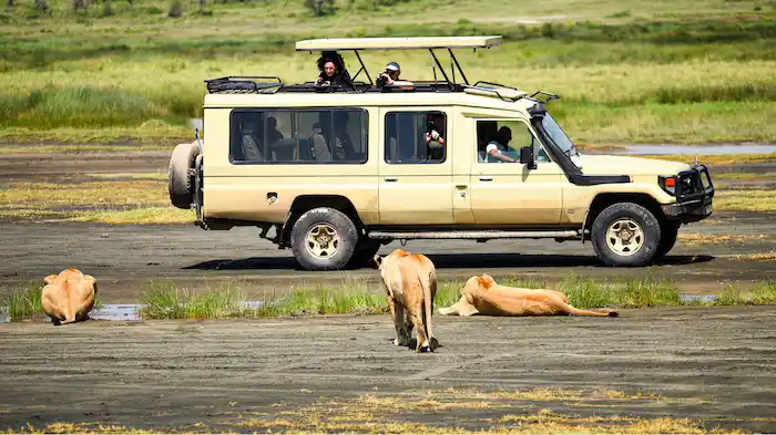 Game drive in Ngorongoro Crater during Best 3 to 5 Day Short Safari Tours from Arusha