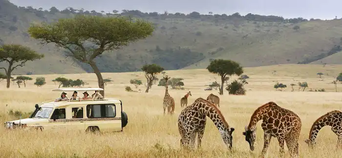 Game drive during Best Tanzania Safari and Zanzibar Packages for 2026