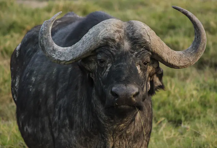 Buffalo