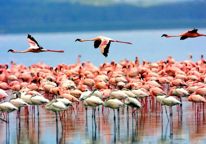 Vibrant pink flamingos in Lake Manyara National Park