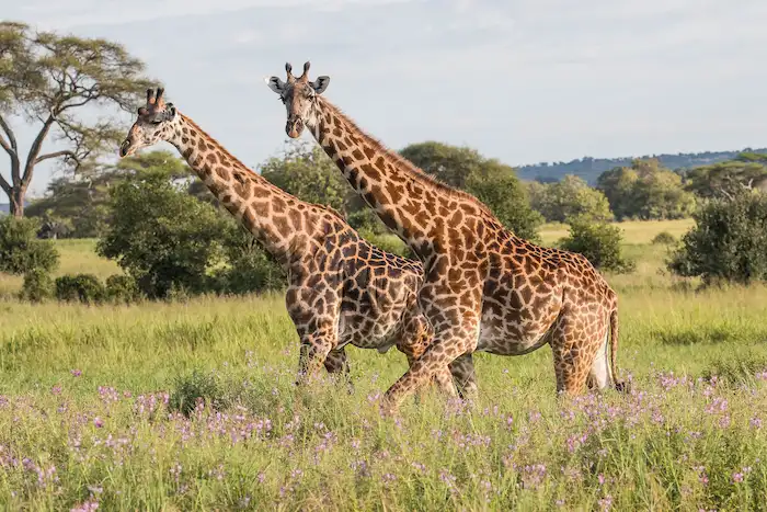 Giraffes hk7