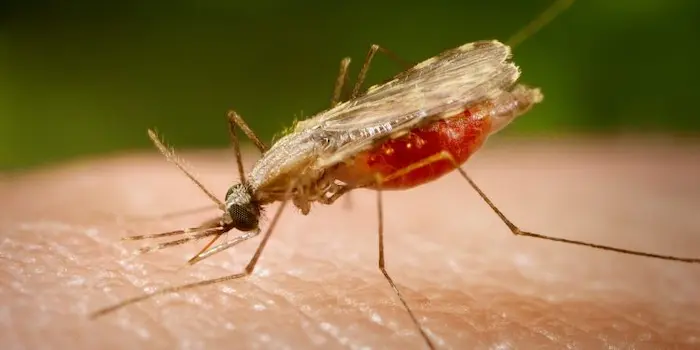 Is Malaria a Risk on Safari in Tanzania?