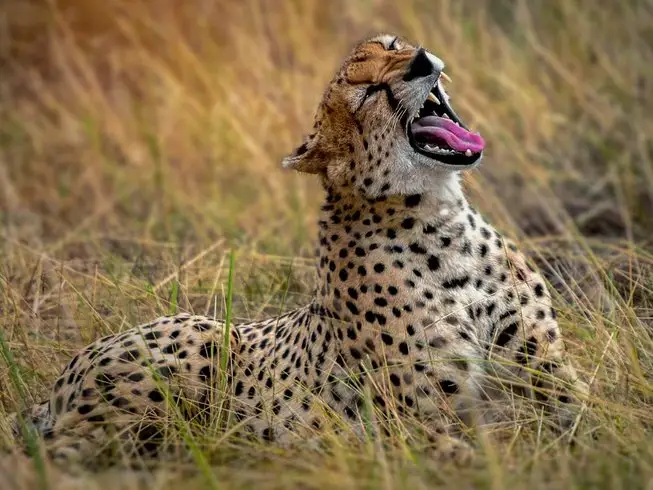 Leopard in Serengeti National Park