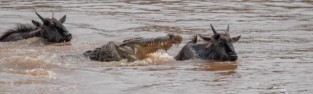 Image showing Serengeti River Crossing Migration Safari - 8 Days