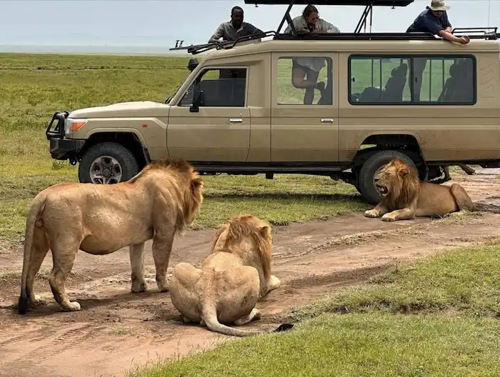 Game drive in Serengeti during Tanzania Safari - 10 Days
