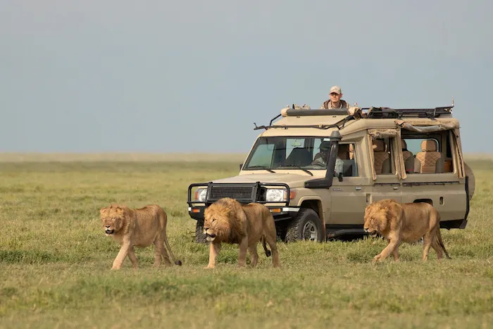 Game drive during Tanzania Safari Serengeti and Ngorongoro Crater - 5 Days