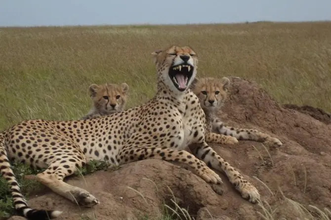 Cheetah with cubs in Ngorongoro Conservation Area