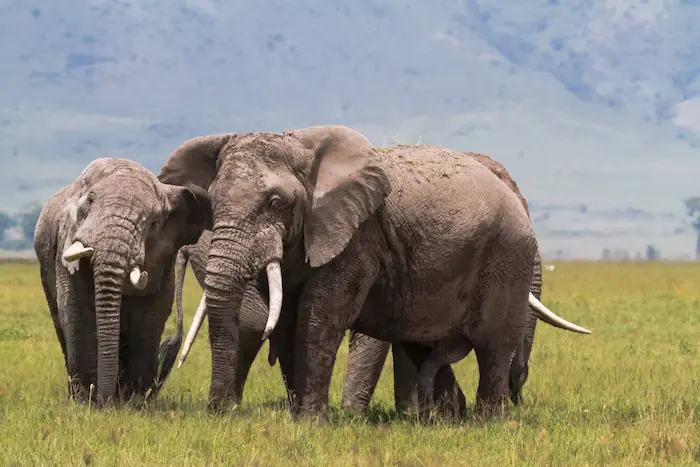elephant in Ngorongoro Conservation Area