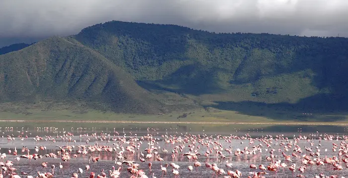 Pink flamingos at Ngorongoro Conservation Area