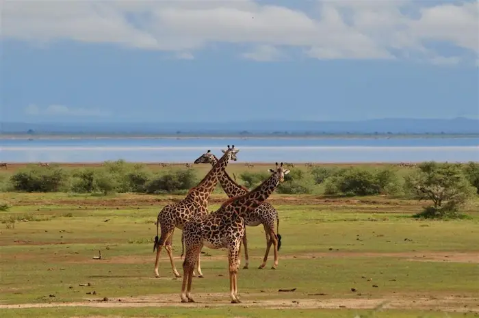 Graceful giraffes grazing at Lake Manyara National Park