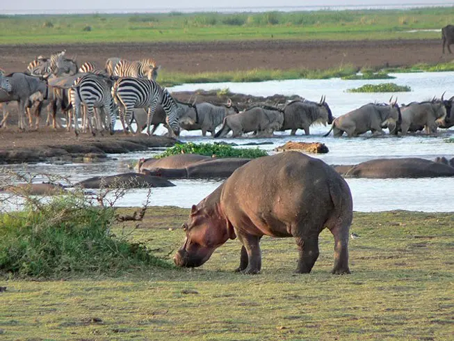 hippos at Lake Manyara National Park