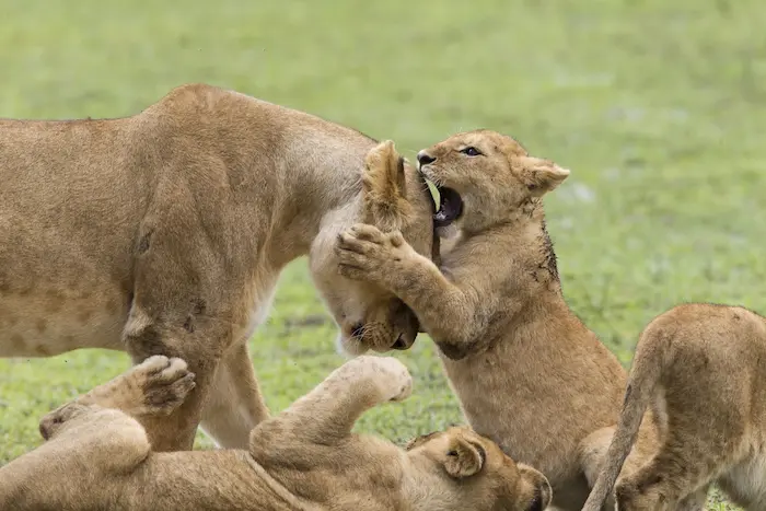Lioness with playful cubs in Ngorongoro Conservation Area