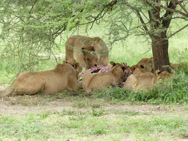 Lions feeding in Tarangire National Park