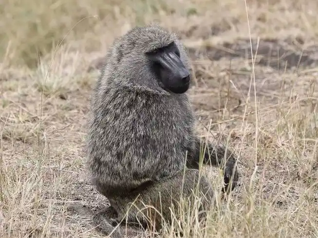 Playful monkey spotted in Lake Manyara National Park