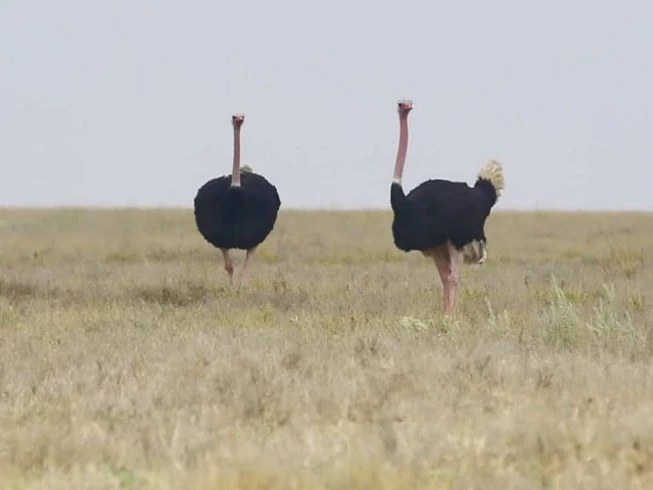 Ostriches in Tarangire National Park