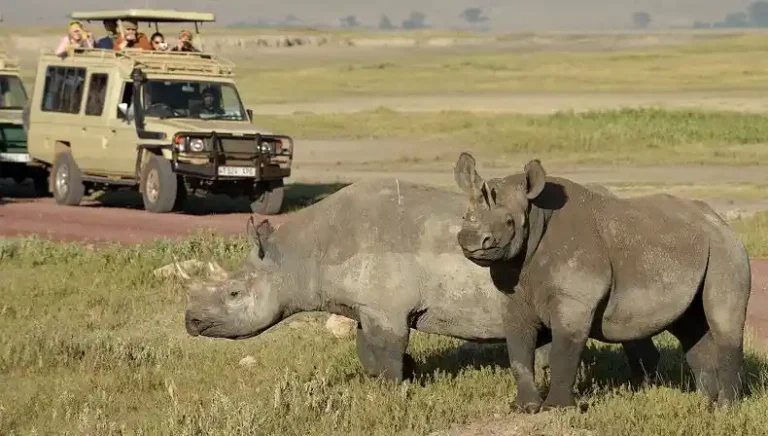 Is Ngorongoro Crater Worth Visiting on Safari?