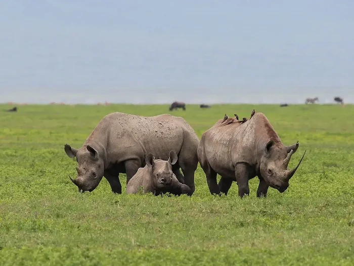 rhino at Ngorongoro Conservation Area