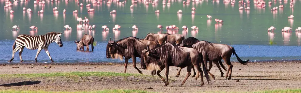 wildebeests and flamingos at Lake Manyara National Park