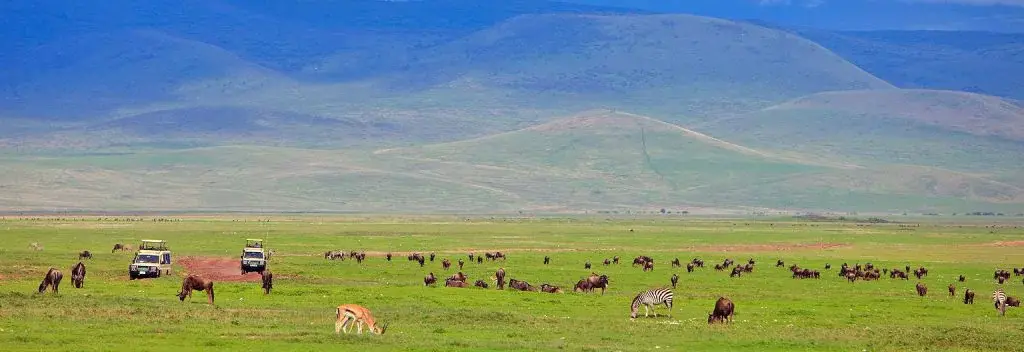 wildebeesta and zebras at Ngorongoro Conservation Area