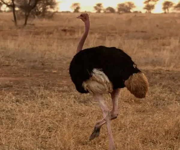 Ostrich at Tarangire during 3-Day Tanzania Budget Camping Safari
