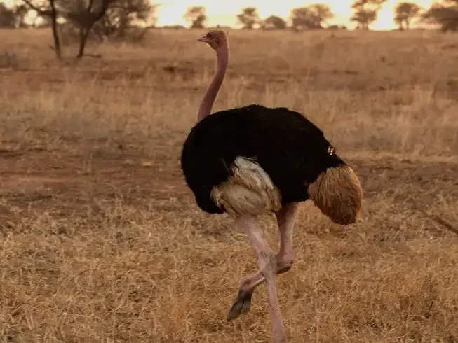 Ostrich at Tarangire during 3-Day Tanzania Budget Camping Safari