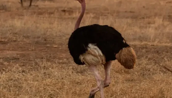 Ostrich at Tarangire during 3-Day Tanzania Budget Camping Safari