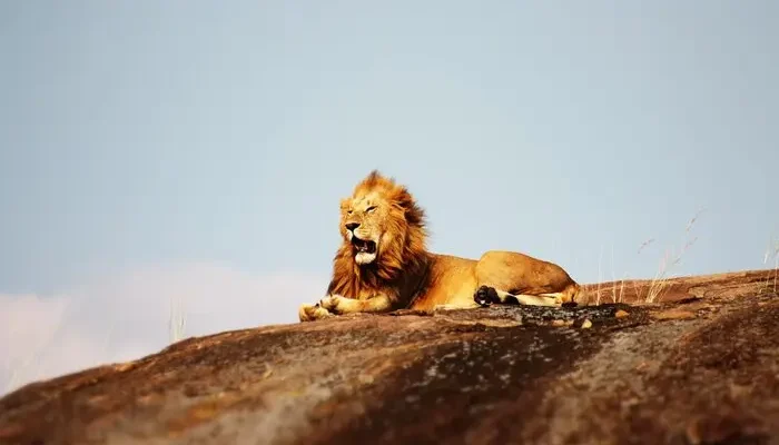 A lion in Serengeti during 5 Day Tanzania Budget Safari