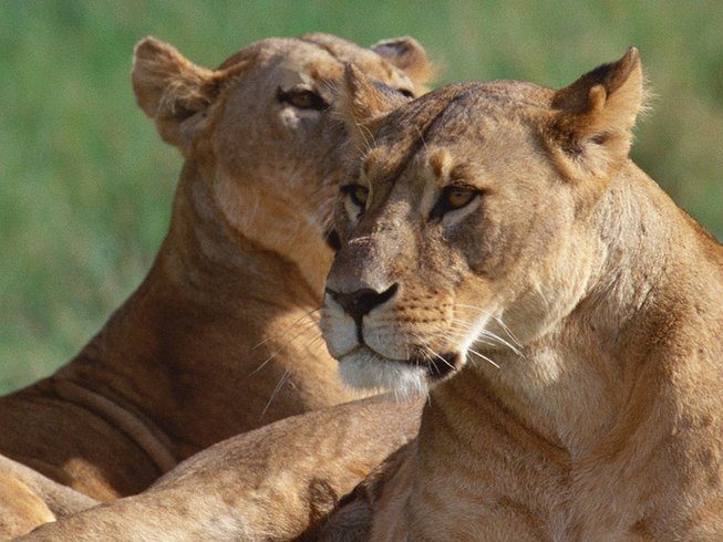ngorongoro crater tour safari