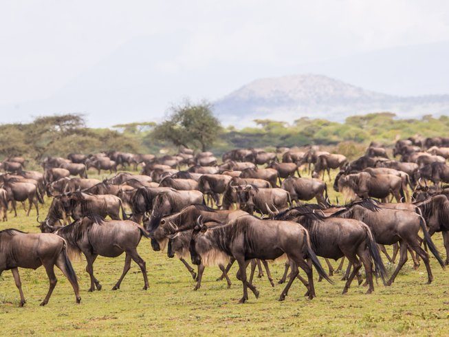 wildbeest migration safari ndutu area