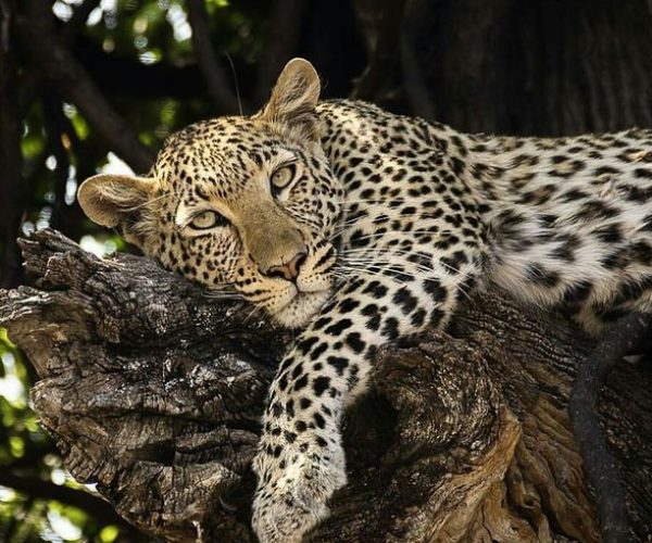 leopard in serengeti during tanzania safari