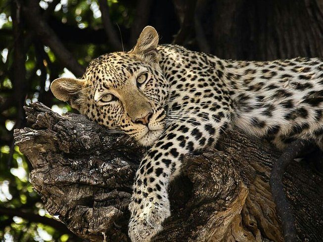 leopard in serengeti during tanzania safari