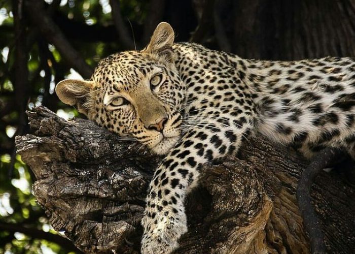 leopard in serengeti during tanzania safari
