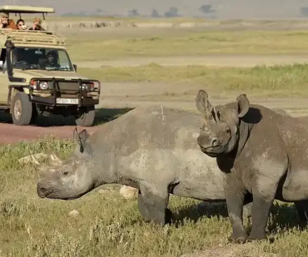 Rhino in Ngorongoro Crater during 7-Day Northern Tanzania Budget Safari Tour