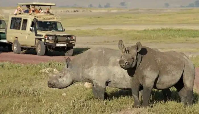 Rhino in Ngorongoro Crater during 7-Day Northern Tanzania Budget Safari Tour