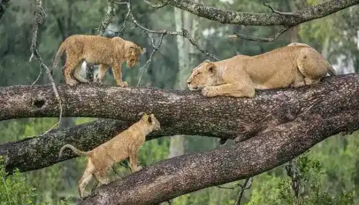 3 Day Tanzania Safari